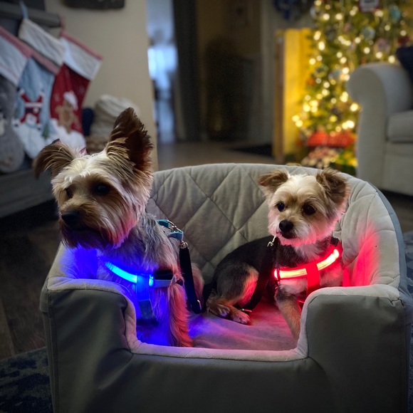 LED LIGHT UP PET HARNESSES, 4 Colors Available - Picture 6 of 8